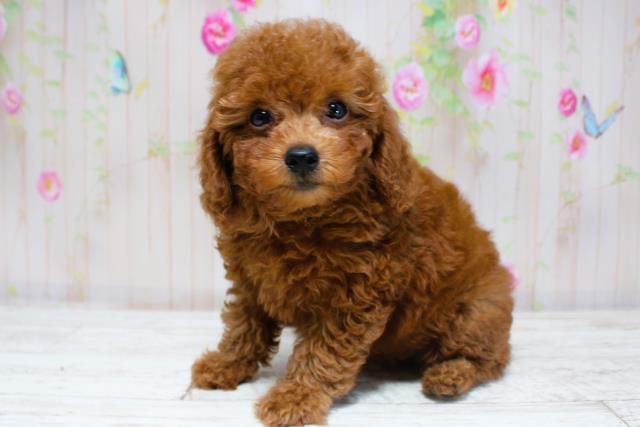 北海道のトイプードル(トイ) (Coo&RIKU北見店/2025年8月28日生まれ/女の子/レッド)の子犬の2枚目の画像