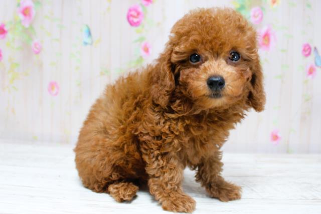 北海道のトイプードル(トイ) (Coo&RIKU北見店/2025年8月28日生まれ/女の子/レッド)の子犬の3枚目の画像