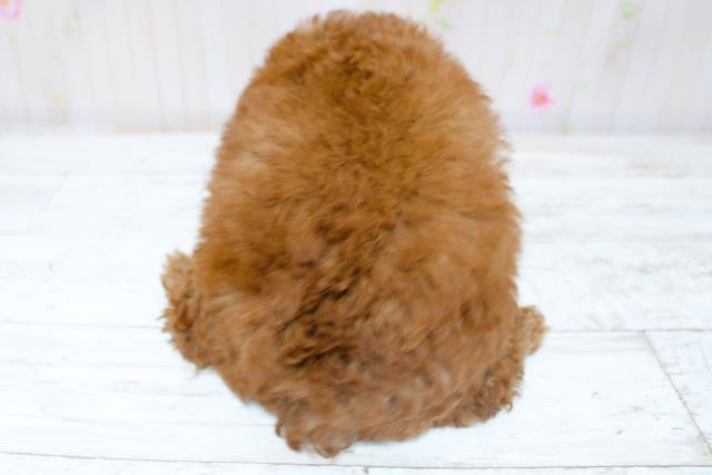 北海道のトイプードル(トイ) (Coo&RIKU北見店/2025年8月28日生まれ/女の子/レッド)の子犬の4枚目の画像