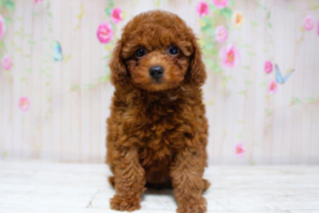 新潟県のトイプードル(トイ) (Coo&RIKU上越店/2025年8月28日生まれ/女の子/レッド)の子犬の1枚目の画像