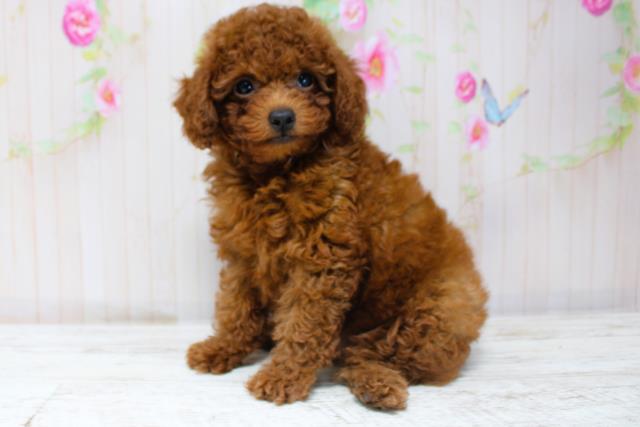 新潟県のトイプードル(トイ) (Coo&RIKU上越店/2025年8月28日生まれ/女の子/レッド)の子犬の2枚目の画像