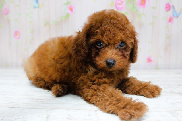 新潟県のトイプードル(トイ) (Coo&RIKU上越店/2025年8月28日生まれ/女の子/レッド)の子犬の3枚目の画像