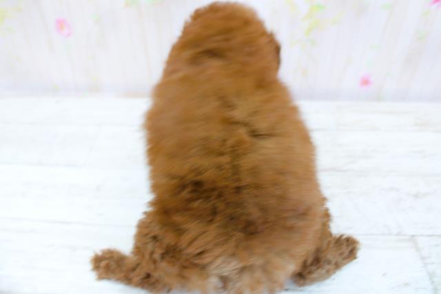 新潟県のトイプードル(トイ) (Coo&RIKU上越店/2025年8月28日生まれ/女の子/レッド)の子犬の4枚目の画像