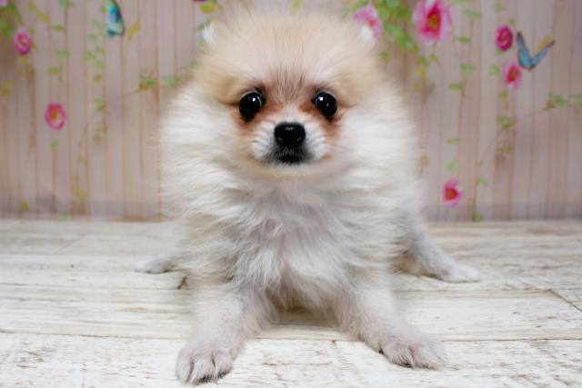 北海道のポメラニアン (Coo&RIKU苫小牧店/2025年8月31日生まれ/女の子/ウルフセーブル)の子犬の1枚目の画像