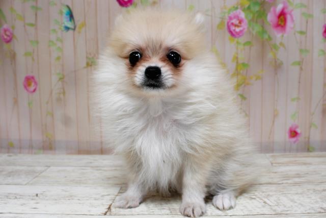 北海道のポメラニアン (Coo&RIKU苫小牧店/2025年8月31日生まれ/女の子/ウルフセーブル)の子犬の2枚目の画像