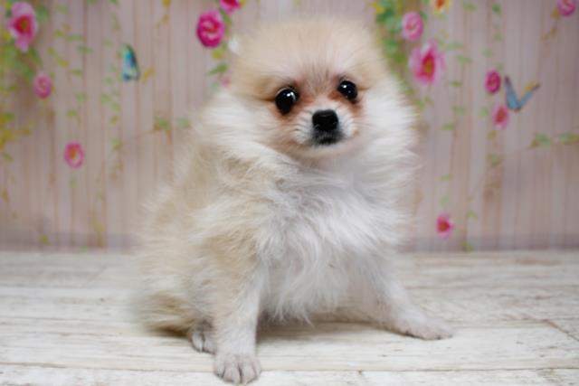 北海道のポメラニアン (Coo&RIKU苫小牧店/2025年8月31日生まれ/女の子/ウルフセーブル)の子犬の3枚目の画像