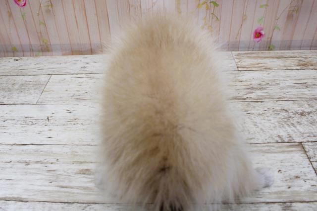 北海道のポメラニアン (Coo&RIKU苫小牧店/2025年8月31日生まれ/女の子/ウルフセーブル)の子犬の4枚目の画像