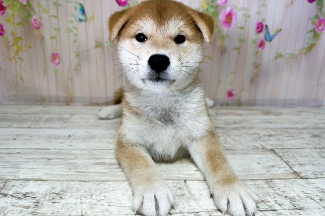 北海道の柴犬(標準サイズ) (Coo&RIKU札幌東店/2025年8月26日生まれ/男の子/赤)の子犬の1枚目の画像