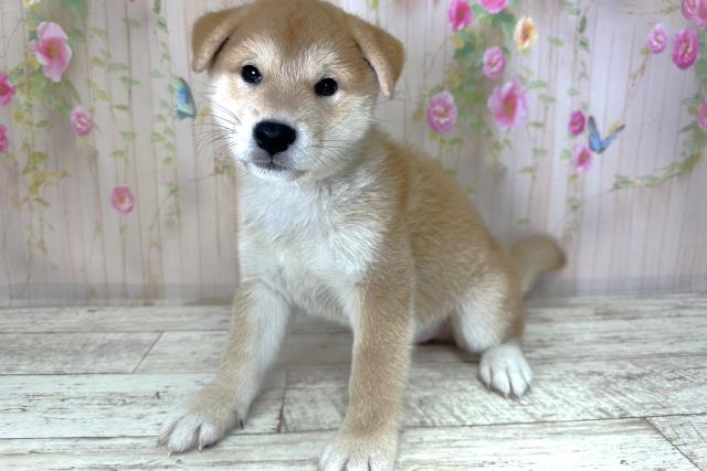 北海道の柴犬(標準サイズ) (Coo&RIKU札幌東店/2025年8月26日生まれ/男の子/赤)の子犬の2枚目の画像
