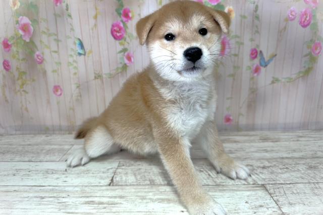 北海道の柴犬(標準サイズ) (Coo&RIKU札幌東店/2025年8月26日生まれ/男の子/赤)の子犬の3枚目の画像