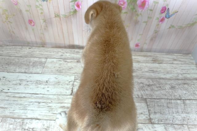北海道の柴犬(標準サイズ) (Coo&RIKU札幌東店/2025年8月26日生まれ/男の子/赤)の子犬の4枚目の画像