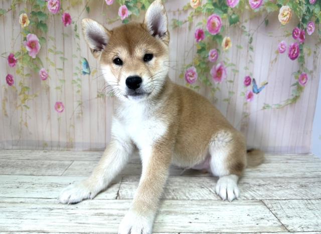 北海道の柴犬(標準サイズ) (Coo&RIKU札幌西店/2025年8月26日生まれ/男の子/赤)の子犬の2枚目の画像