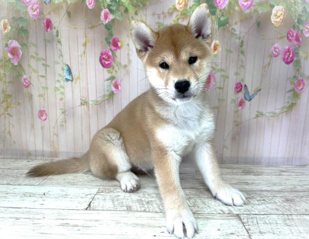北海道の柴犬(標準サイズ) (Coo&RIKU札幌西店/2025年8月26日生まれ/男の子/赤)の子犬の3枚目の画像
