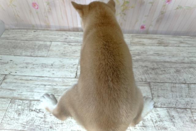 北海道の柴犬(標準サイズ) (Coo&RIKU札幌西店/2025年8月26日生まれ/男の子/赤)の子犬の4枚目の画像