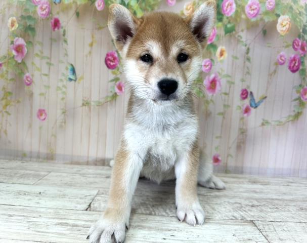北海道の柴犬(標準サイズ) (Coo&RIKU苫小牧店/2025年8月26日生まれ/女の子/赤)の子犬の1枚目の画像
