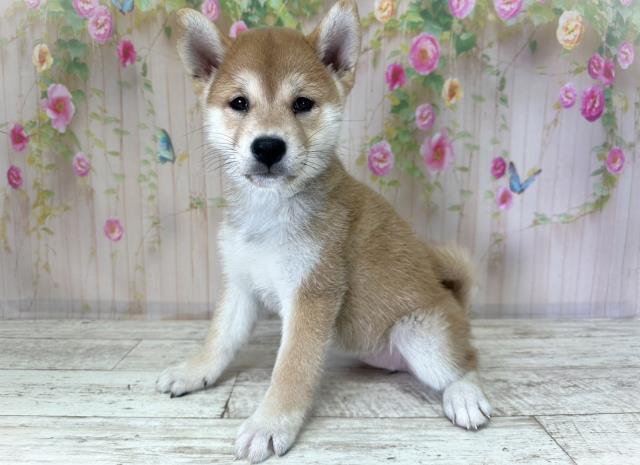 北海道の柴犬(標準サイズ) (Coo&RIKU苫小牧店/2025年8月26日生まれ/女の子/赤)の子犬の2枚目の画像