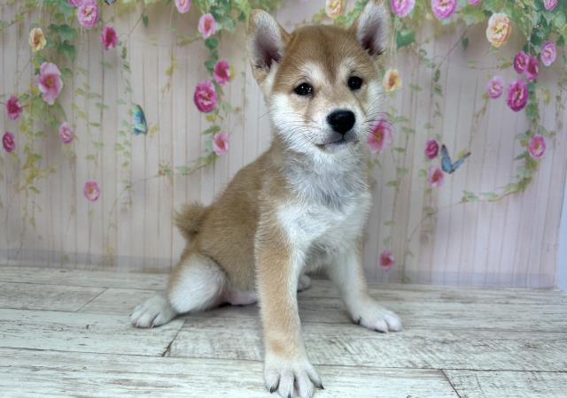 北海道の柴犬(標準サイズ) (Coo&RIKU苫小牧店/2025年8月26日生まれ/女の子/赤)の子犬の3枚目の画像