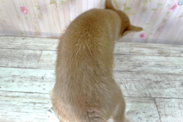 北海道の柴犬(標準サイズ) (Coo&RIKU苫小牧店/2025年8月26日生まれ/女の子/赤)の子犬の4枚目の画像