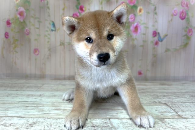 新潟県の柴犬(標準サイズ) (Coo&RIKUイオンモール新発田店/2025年8月26日生まれ/女の子/赤)の子犬の1枚目の画像