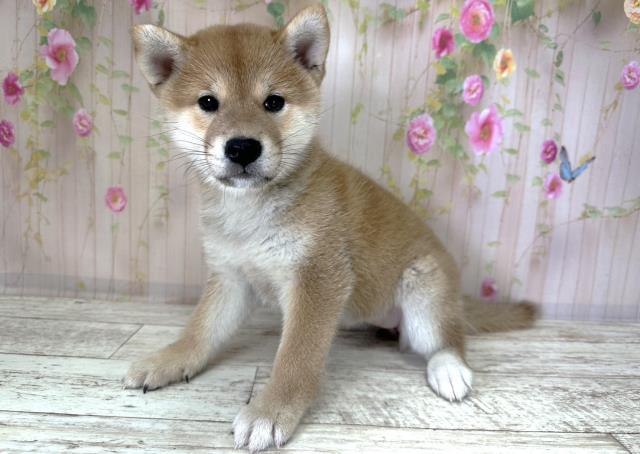 新潟県の柴犬(標準サイズ) (Coo&RIKUイオンモール新発田店/2025年8月26日生まれ/女の子/赤)の子犬の2枚目の画像