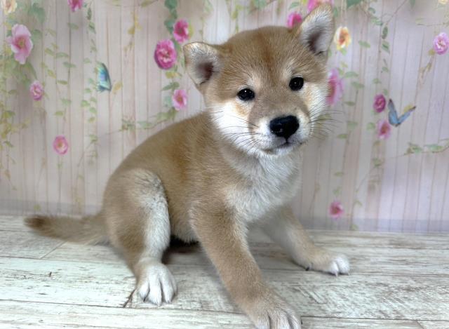 新潟県の柴犬(標準サイズ) (Coo&RIKUイオンモール新発田店/2025年8月26日生まれ/女の子/赤)の子犬の3枚目の画像