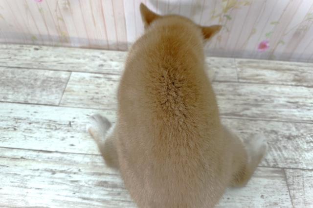 新潟県の柴犬(標準サイズ) (Coo&RIKUイオンモール新発田店/2025年8月26日生まれ/女の子/赤)の子犬の4枚目の画像