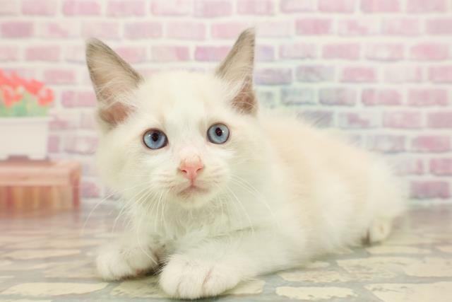 2025年8月28日生まれのラグドールの2枚目の写真