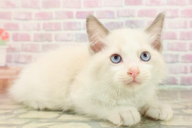 2025年8月28日生まれのラグドールの3枚目の写真