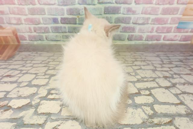 2025年8月28日生まれのラグドールの4枚目の写真