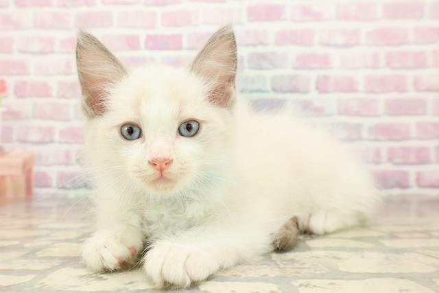 2025年8月28日生まれのラグドールの2枚目の写真