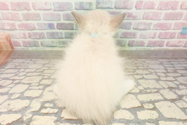 2025年8月28日生まれのラグドールの4枚目の写真