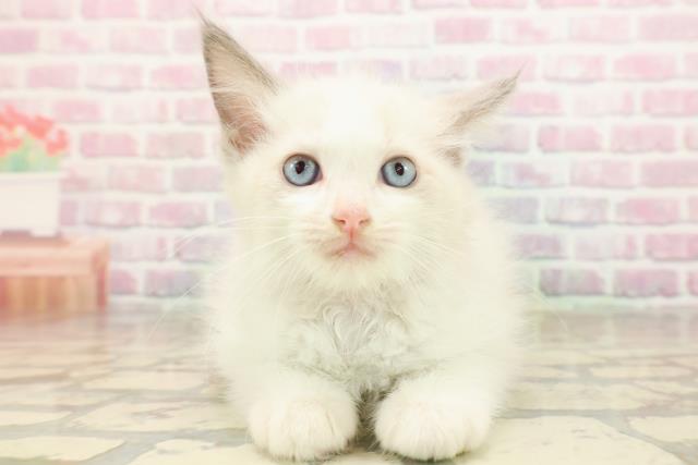 東京都のラグドール (Coo&RIKU浅草店/2025年8月28日生まれ/女の子/ブルーポイントバイカラー)の子猫の1枚目の画像