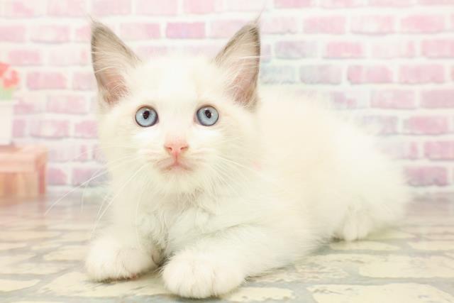 東京都のラグドール (Coo&RIKU浅草店/2025年8月28日生まれ/女の子/ブルーポイントバイカラー)の子猫の2枚目の画像