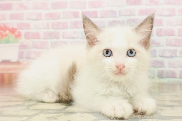 東京都のラグドール (Coo&RIKU浅草店/2025年8月28日生まれ/女の子/ブルーポイントバイカラー)の子猫の3枚目の画像