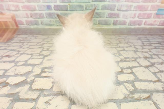 東京都のラグドール (Coo&RIKU浅草店/2025年8月28日生まれ/女の子/ブルーポイントバイカラー)の子猫の4枚目の画像