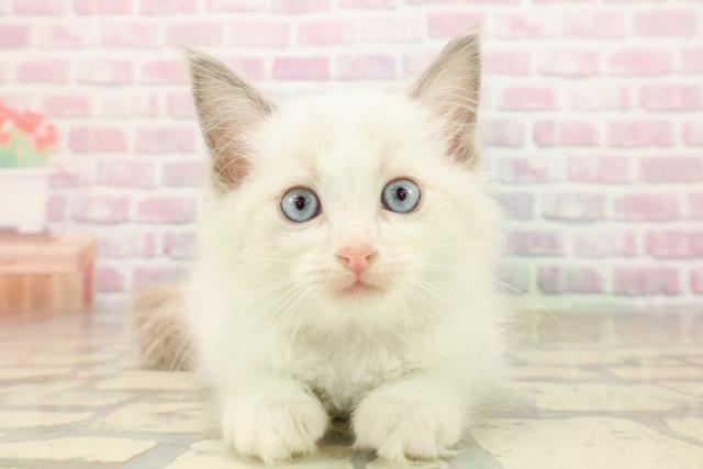 北海道のラグドール (Coo&RIKU岩見沢店/2025年8月28日生まれ/女の子/ブルーポイントバイカラー)の子猫の1枚目の画像