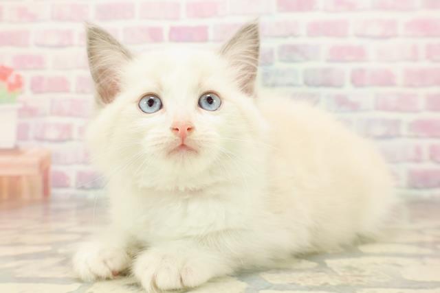 北海道のラグドール (Coo&RIKU岩見沢店/2025年8月28日生まれ/女の子/ブルーポイントバイカラー)の子猫の2枚目の画像