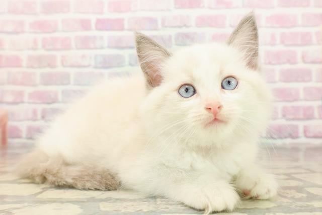 北海道のラグドール (Coo&RIKU岩見沢店/2025年8月28日生まれ/女の子/ブルーポイントバイカラー)の子猫の3枚目の画像