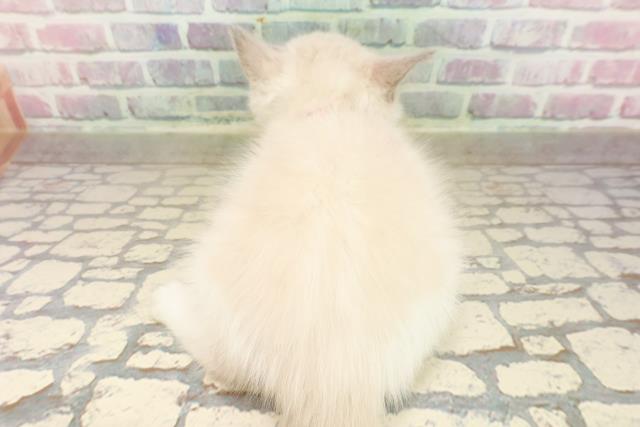 北海道のラグドール (Coo&RIKU岩見沢店/2025年8月28日生まれ/女の子/ブルーポイントバイカラー)の子猫の4枚目の画像