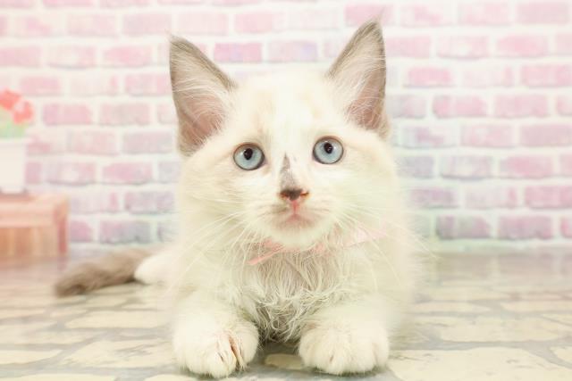 新潟県のラグドール (Coo&RIKU上越店/2025年8月28日生まれ/女の子/ブルーポイントバイカラー)の子猫の1枚目の画像