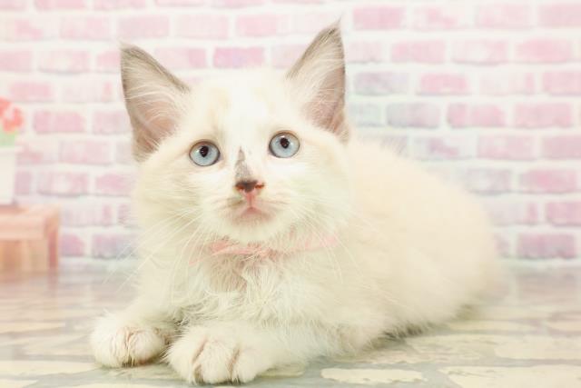 新潟県のラグドール (Coo&RIKU上越店/2025年8月28日生まれ/女の子/ブルーポイントバイカラー)の子猫の2枚目の画像