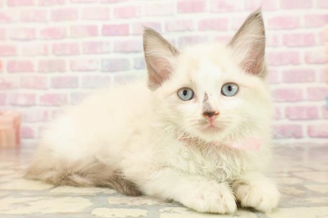 新潟県のラグドール (Coo&RIKU上越店/2025年8月28日生まれ/女の子/ブルーポイントバイカラー)の子猫の3枚目の画像