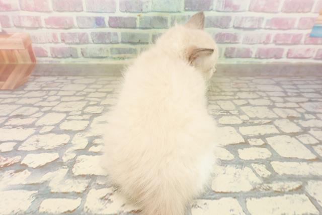 新潟県のラグドール (Coo&RIKU上越店/2025年8月28日生まれ/女の子/ブルーポイントバイカラー)の子猫の4枚目の画像