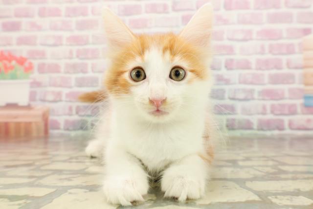 東京都のメインクーン (Coo&RIKU下北沢店/2025年8月28日生まれ/男の子/レッドタビーホワイト)の子猫の1枚目の画像