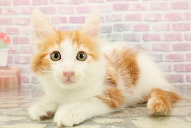 東京都のメインクーン (Coo&RIKU下北沢店/2025年8月28日生まれ/男の子/レッドタビーホワイト)の子猫の2枚目の画像