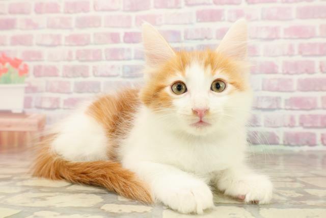 東京都のメインクーン (Coo&RIKU下北沢店/2025年8月28日生まれ/男の子/レッドタビーホワイト)の子猫の3枚目の画像