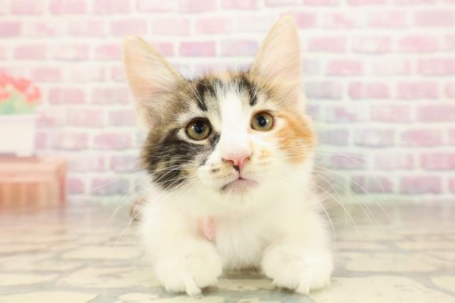 東京都のメインクーン (Coo&RIKU阿佐ヶ谷店/2025年8月28日生まれ/女の子/キャリコ)の子猫の1枚目の画像