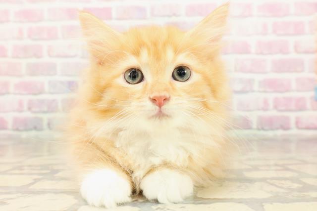 東京都のサイベリアン (Coo&RIKU阿佐ヶ谷店/2025年8月28日生まれ/女の子/レッドタビーホワイト)の子猫の1枚目の画像