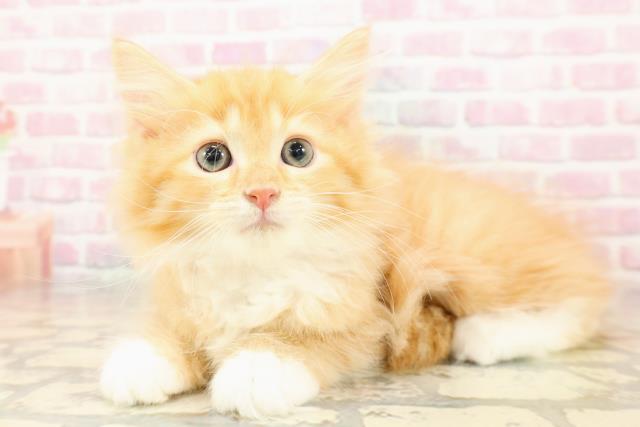 東京都のサイベリアン (Coo&RIKU阿佐ヶ谷店/2025年8月28日生まれ/女の子/レッドタビーホワイト)の子猫の2枚目の画像