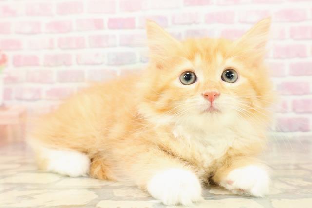 東京都のサイベリアン (Coo&RIKU阿佐ヶ谷店/2025年8月28日生まれ/女の子/レッドタビーホワイト)の子猫の3枚目の画像